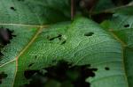 Costa Rica - Turrialba 4