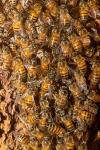 Afrikanische Wildbienen