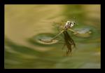 Wasserballet