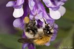 Bienchen -2