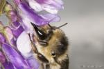 Bienchen -3