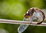 Libelle auf dem Drahtseil 3