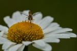 Mach die Fliege