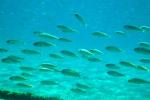 Jungfische