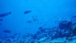 Weißspitzen-Riffhaie