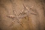 Starfishs
