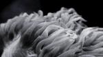 cataphylia2