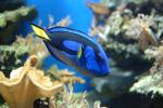 "Dori"