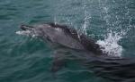 Delphin in Neuseeland