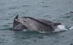Delphine in Neuseeland