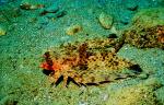 Flying Gurnard