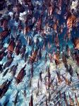 Braune Selegflossendoktorfische -I-