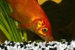 Goldfisch