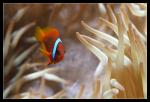 Weißbinden-Glühkohlen-Anemonenfisch [Amphiprion frenatus]