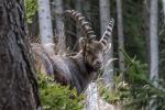 Steinbock