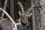 Steinbock