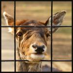 Wild hinter Gittern