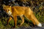 Norwegischer Fuchs