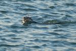 Otter 2 (mit Fisch)