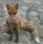 Fuchs