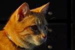 Ginger-Katze