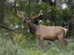 Hirsch Tetons