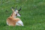 Pronghorn 1