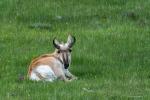 Pronghorn 2