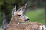 Mule Deer