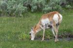 Pronghorn