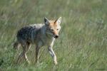 Koyote im Waterton National Park