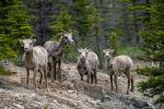 Icefields Parkway 04