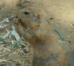 Prärie-Hund im Zoo d'Amnéville (Frankreich)