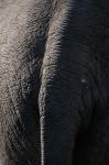 Zoo Heidelberg: Elefant