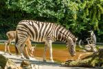 Zebra hat Durst