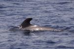 Whale Watching vor der Costa Adeje (01)