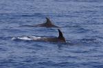 Whale Watching vor der Costa Adeje (10)