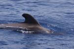 Whale Watching vor der Costa Adeje (14)