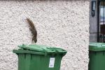 Grauhörnchen in Dublin (2)