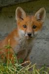 Fuchsjunge unter der Brücke 4