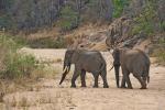 Makutsi 2019 Elefanten im Flussbett