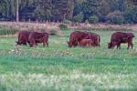 Wisent