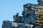 Steinbock Kitz