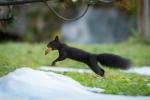 Eichhörnchen beim Pilzesammeln 2