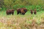 Wisent