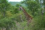 Makutsi - Giraffe 1