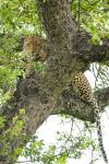 Leopard auf Baum