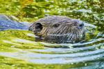 Nutria