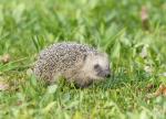 Igel