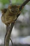 Tarsier in Bohol 2